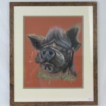 Watercolour; study of a Kuni Kuni pig, unsigned, 53 x 43cm, framed and glazed.