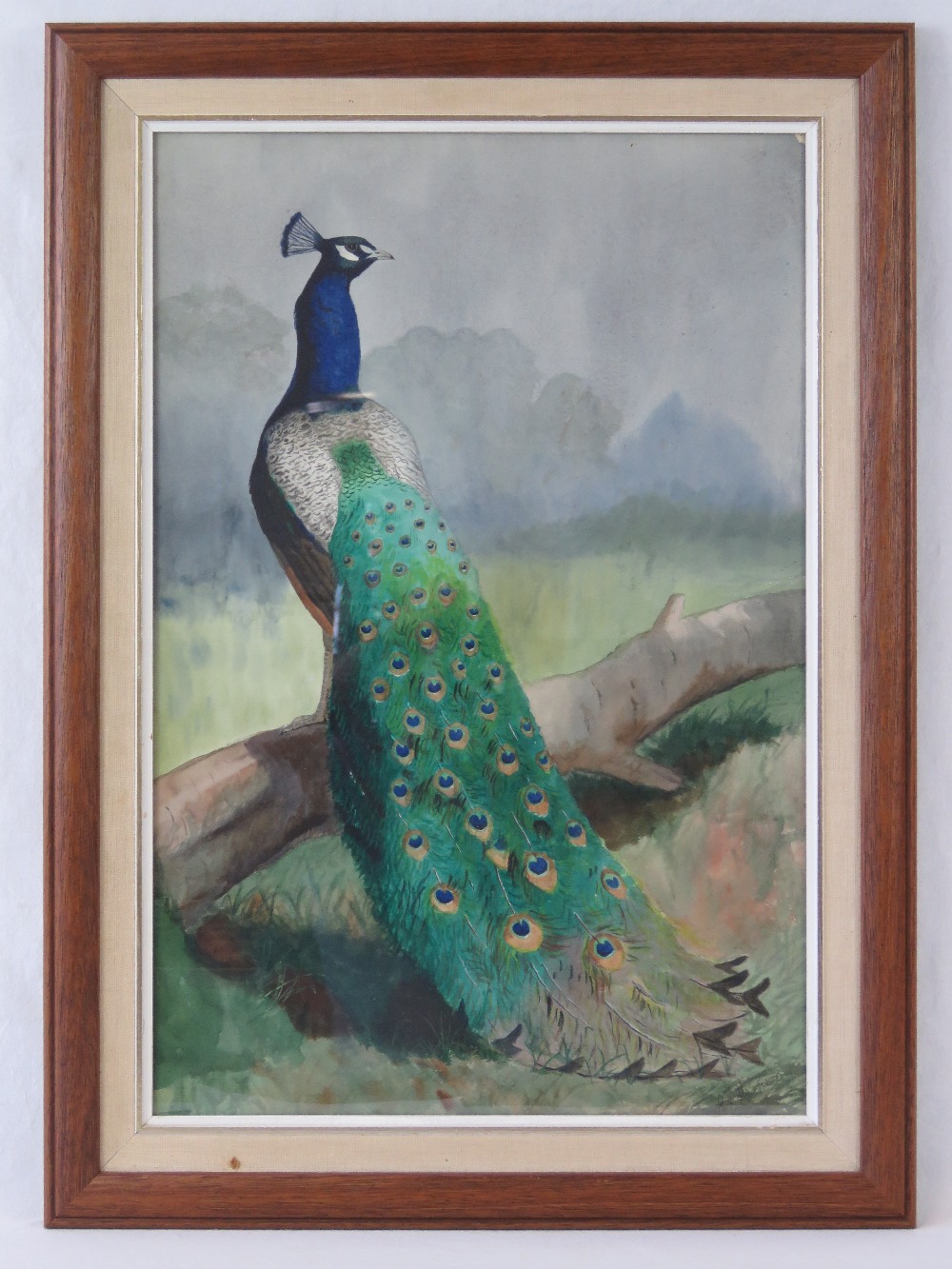 Watercolour; peacock on branch, trees and sky beyond, signed lower right R.C. Harrison.