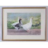Watercolour; waddling geese, grass etc beyond, signed lower right VIctor Till, 32 x 47cm,