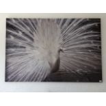 A contemporary photographic stretched canvas of a white peacock, 101 x 152cm.
