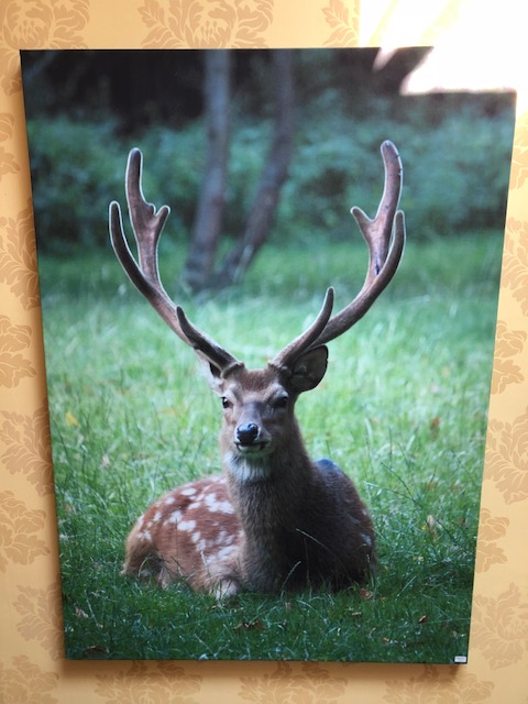 A large contemporary photographic stretch canvas of a recumbent stag, 200 x 142cm.
