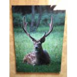 A large contemporary photographic stretch canvas of a recumbent stag, 200 x 142cm.