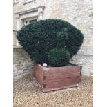 A large yew topiary in the form of a peacock, approx 2 x 2 x 2m. SIA.