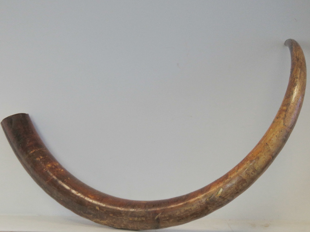 A full size male Woolly Mammoth right incisor (Mammuthus Primigenius) in unworked and natural state,