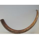 A full size male Woolly Mammoth right incisor (Mammuthus Primigenius) in unworked and natural state,