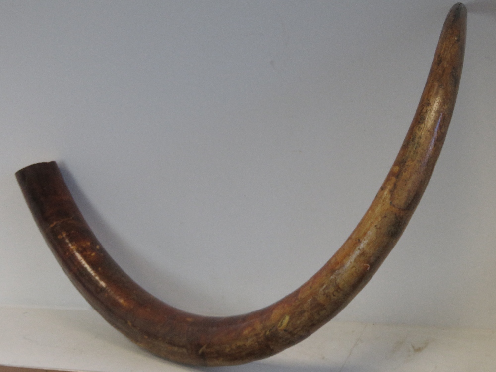 A full size male Woolly Mammoth right incisor (Mammuthus Primigenius) in unworked and natural state, - Image 2 of 5