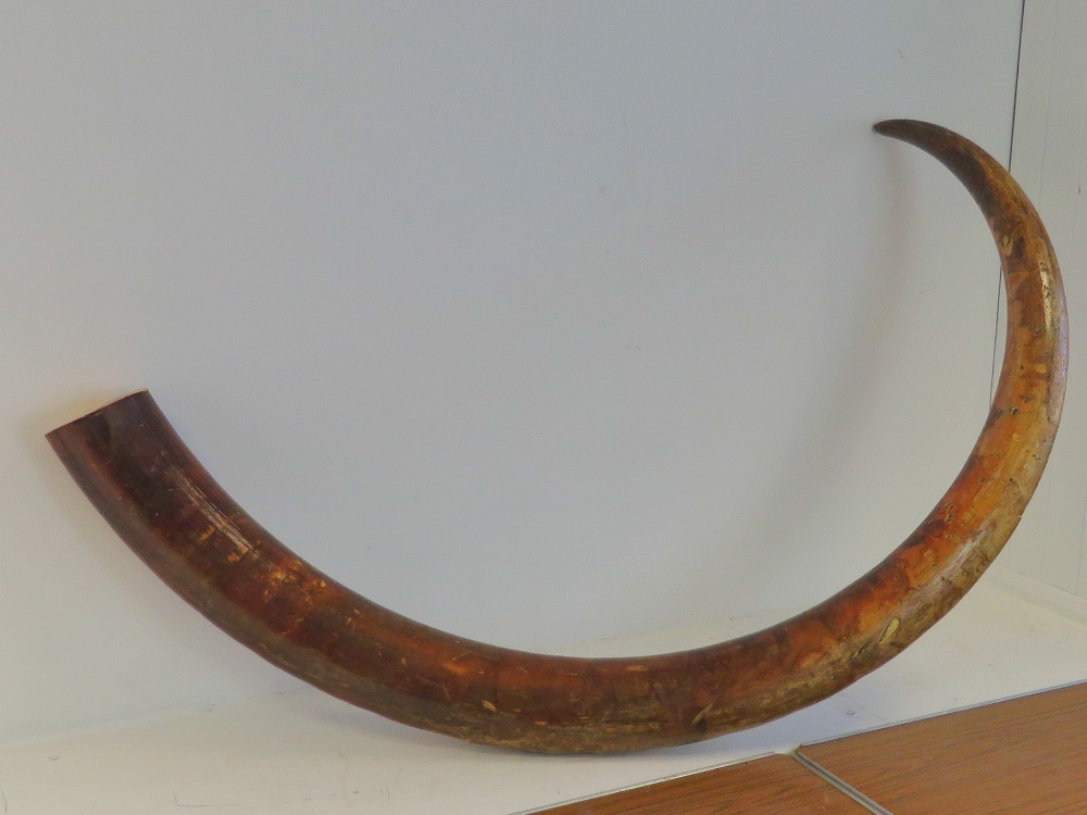 A full size male Woolly Mammoth right incisor (Mammuthus Primigenius) in unworked and natural state, - Image 4 of 5