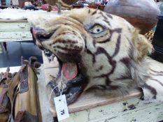 TAXIDERMY. A LARGE ANTIQUE TIGER SKIN RUG WITH FULL HEAD MOUNT.