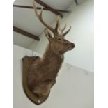 TAXIDERMY. A DEER STAG MOUNT.