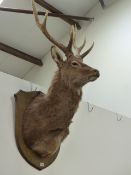 TAXIDERMY. A DEER STAG MOUNT.