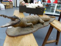 TAXIDERMY. AN ANTIQUE SMALL ALLIGATOR ON WOODEN BASE.