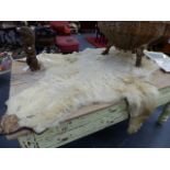 TAXIDERMY. A LARGE POLAR BEAR SKIN RUG WITH BLACK CLOTH LINING.