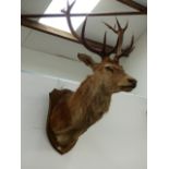 TAXIDERMY. A LARGE RED STAG HEAD AND NECK MOUNT, ELEVEN POINT ANTLERS.