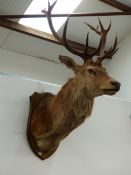 TAXIDERMY. A LARGE RED STAG HEAD AND NECK MOUNT, ELEVEN POINT ANTLERS.