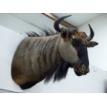 TAXIDERMY. A LARGE WILDERBEEST HEAD AND NECK MOUNT.