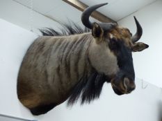 TAXIDERMY. A LARGE WILDERBEEST HEAD AND NECK MOUNT.