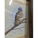 MARK CHESTER 20th.C.SCHOOL. AMERICAN KESTREL SIGNED GOUACHE. 37 x 28cms.