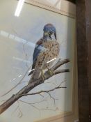 MARK CHESTER 20th.C.SCHOOL. AMERICAN KESTREL SIGNED GOUACHE. 37 x 28cms.