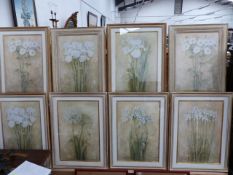 SIX BESPOKE FRAMED PICTURES OF FLOWERS TOGETHER WITH TWO OTHERS SIMILARLY FRAMED. 65 x 43cms.