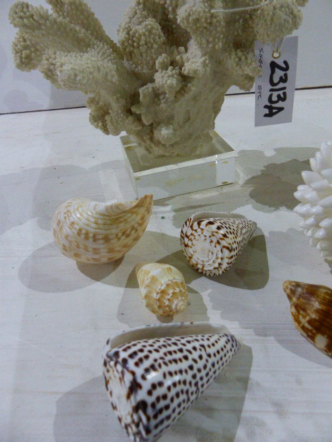A SMALL COLLECTION OF EXOTIC SHELLS, CORAL,ETC. - Image 2 of 9