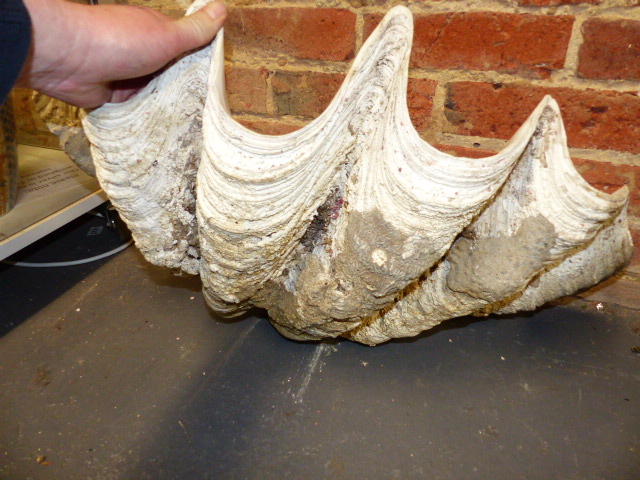 A LARGE GIANT CLAM SHELL. W.68cms. - Image 3 of 4