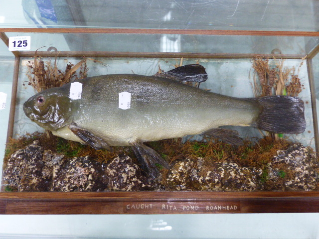 A CASED TAXIDERMY FISH IN NATURALISTIC MOUNT INSCRIBED CAUGHT RITA POND, ROANHEAD. T.SALKELD