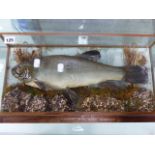 A CASED TAXIDERMY FISH IN NATURALISTIC MOUNT INSCRIBED CAUGHT RITA POND, ROANHEAD. T.SALKELD