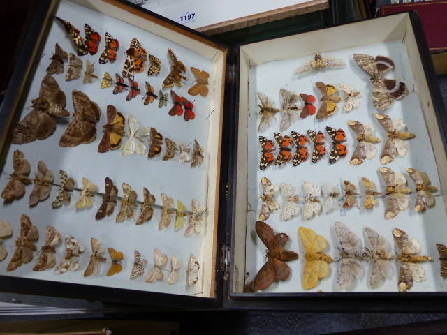 THREE CASED COLLECTIONS OF BUTTERFLIES AND MOTHS - Image 2 of 3