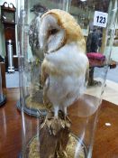 A MOUNTED TAXIDERMY BARN OWL UNDER GLASS DOME.