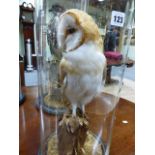 A MOUNTED TAXIDERMY BARN OWL UNDER GLASS DOME.