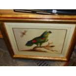 AFTER SARAH STONE. FOUR EXOTIC BIRD STUDIES, COLOUR PRINTS IN BESPOKE GILDED AND PAINTED FRAMES.