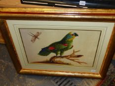 AFTER SARAH STONE. FOUR EXOTIC BIRD STUDIES, COLOUR PRINTS IN BESPOKE GILDED AND PAINTED FRAMES.
