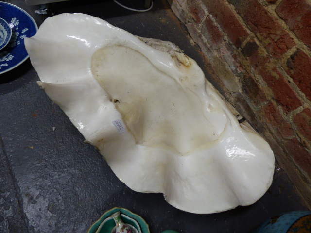 A LARGE GIANT CLAM SHELL. W.68cms. - Image 4 of 4