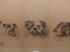 COX AFTER DARCY. THE THREE GRACES HUMOROUS ETCHING OF BULLDOGS. 22 x 45cms TOGETHER WITH THREE