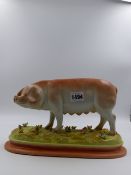 A GERMAN PORCELAIN MODEL OF A SOW. H.20cms x L.30cms.