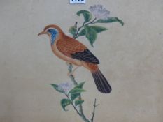 A 19th.C. ORNITHOLOGICAL STUDY OF A BIRD ON A BLOSSOMING BRANCH, WATERCOLOUR. 34.5 x 44.5cms.