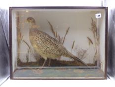 A CASED TAXIDERMY MOUNTED HEN PHEASANT IN NATURALISTIC SETTING.