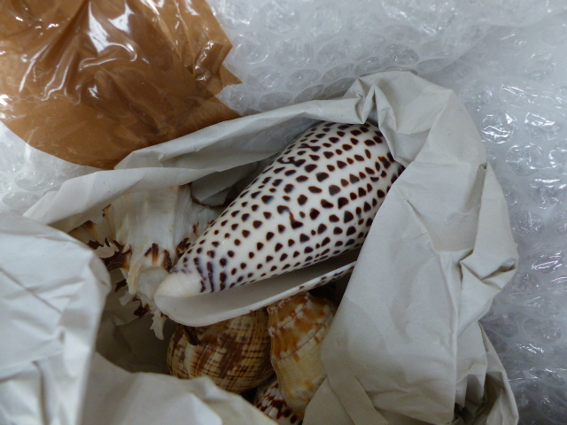 A SMALL COLLECTION OF EXOTIC SHELLS, CORAL,ETC. - Image 9 of 9