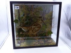 A CASED TAXIDERMY MOUNTED WOODCOCK IN NATURALISTIC SETTING ADN WATERCOLOURED BACKGROUND. LABEL: F.