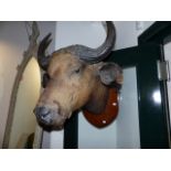 A LARGE TAXIDERMY NILE BUFFALO HEAD MOUNT ON OAK SHIELD