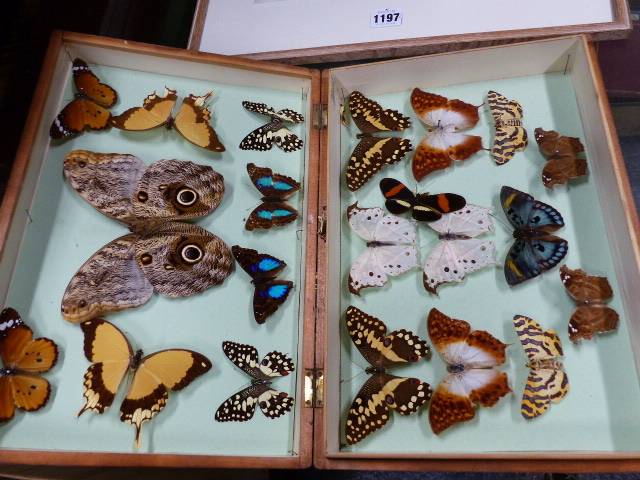 THREE CASED COLLECTIONS OF BUTTERFLIES AND MOTHS - Image 3 of 3