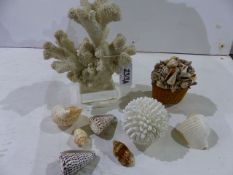 A SMALL COLLECTION OF EXOTIC SHELLS, CORAL,ETC.