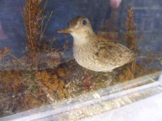 A 19th.C.TAXIDERMY DISPLAY WITH THREE WADING BIRDS WITH LABEL FOR T.M.WILLIAMS.