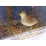 A 19th.C.TAXIDERMY DISPLAY WITH THREE WADING BIRDS WITH LABEL FOR T.M.WILLIAMS.