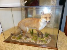 A CASED TAXIDERMY FOX