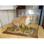 A CASED TAXIDERMY FOX