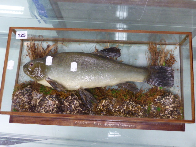 A CASED TAXIDERMY FISH IN NATURALISTIC MOUNT INSCRIBED CAUGHT RITA POND, ROANHEAD. T.SALKELD - Image 4 of 4