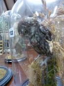 A MOUNTED TAXIDERMY LITTLE OWL UNDER GLASS DOME.