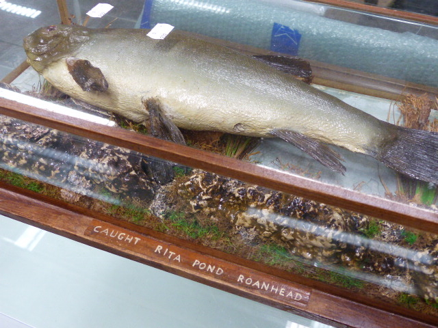 A CASED TAXIDERMY FISH IN NATURALISTIC MOUNT INSCRIBED CAUGHT RITA POND, ROANHEAD. T.SALKELD - Image 2 of 4
