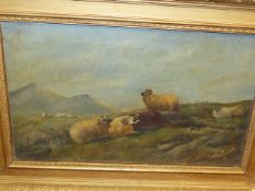 BRITISH SCHOOL (EARLY 20th.C.) SHEEP IN A MOORLAND LANDSCAPE, OIL ON CANVAS. 29 x 49.5cms.